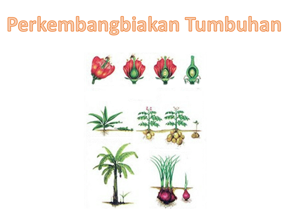 Perkembangan Tumbuhan Vegetatif dan Generatif - September 