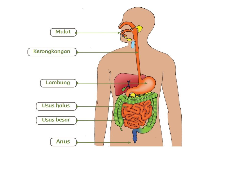 Sistem Pencernaan Manusia