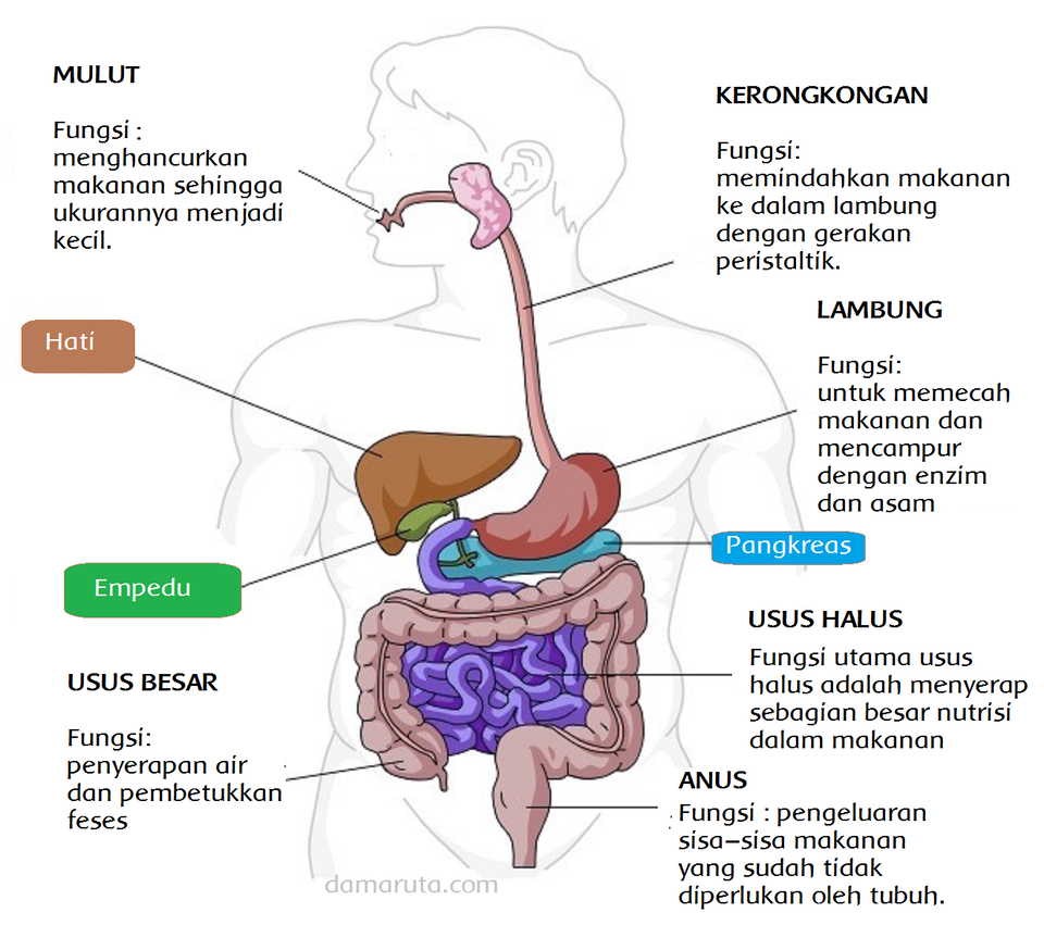 Fungsi Organ Pencernaan Manusia